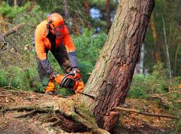 Best Tree and Shrub Care  in New Windsor, MD